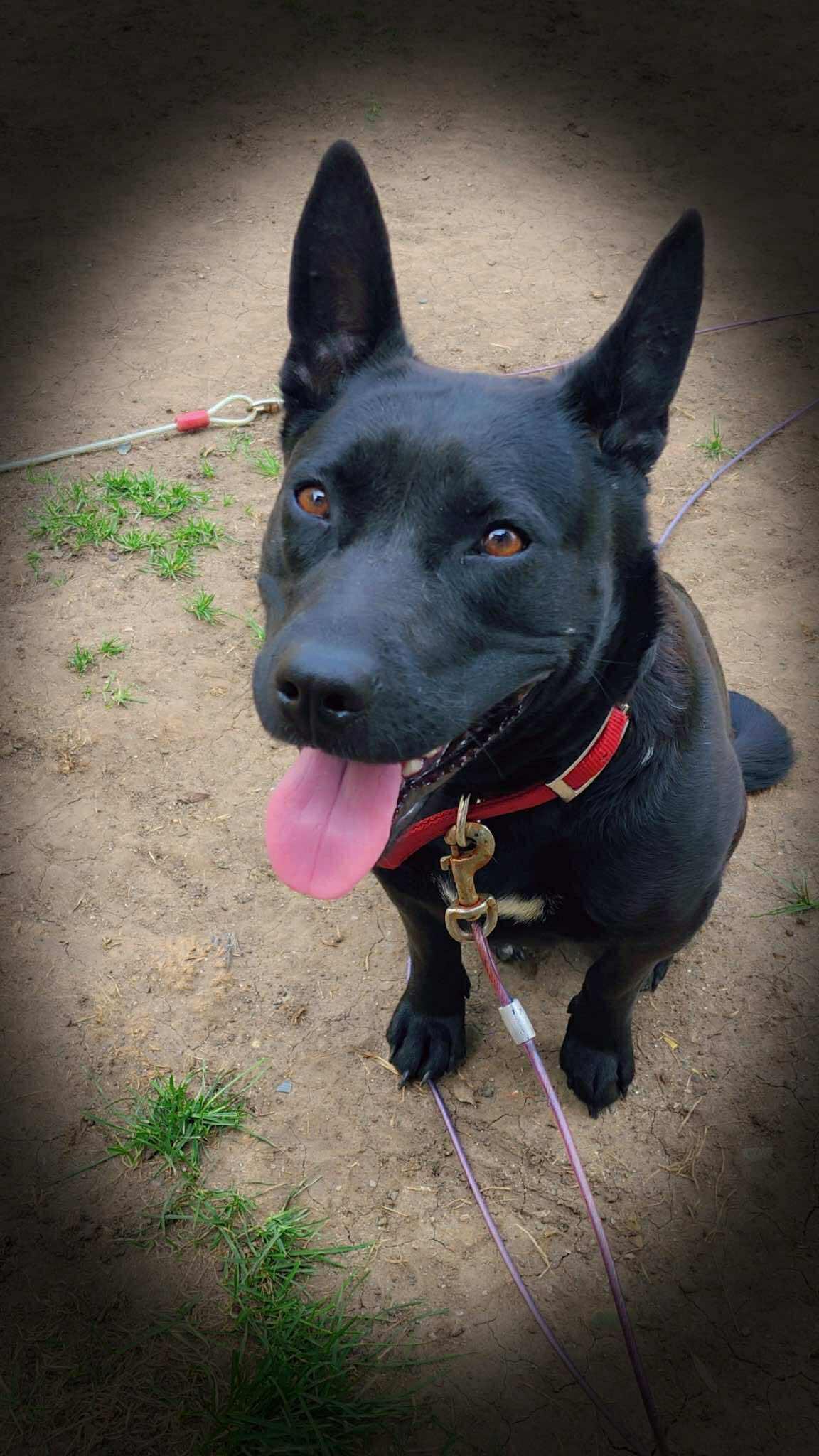 Mystic, an adoptable Mixed Breed in Sioux Falls, SD, 57109 | Photo Image 3
