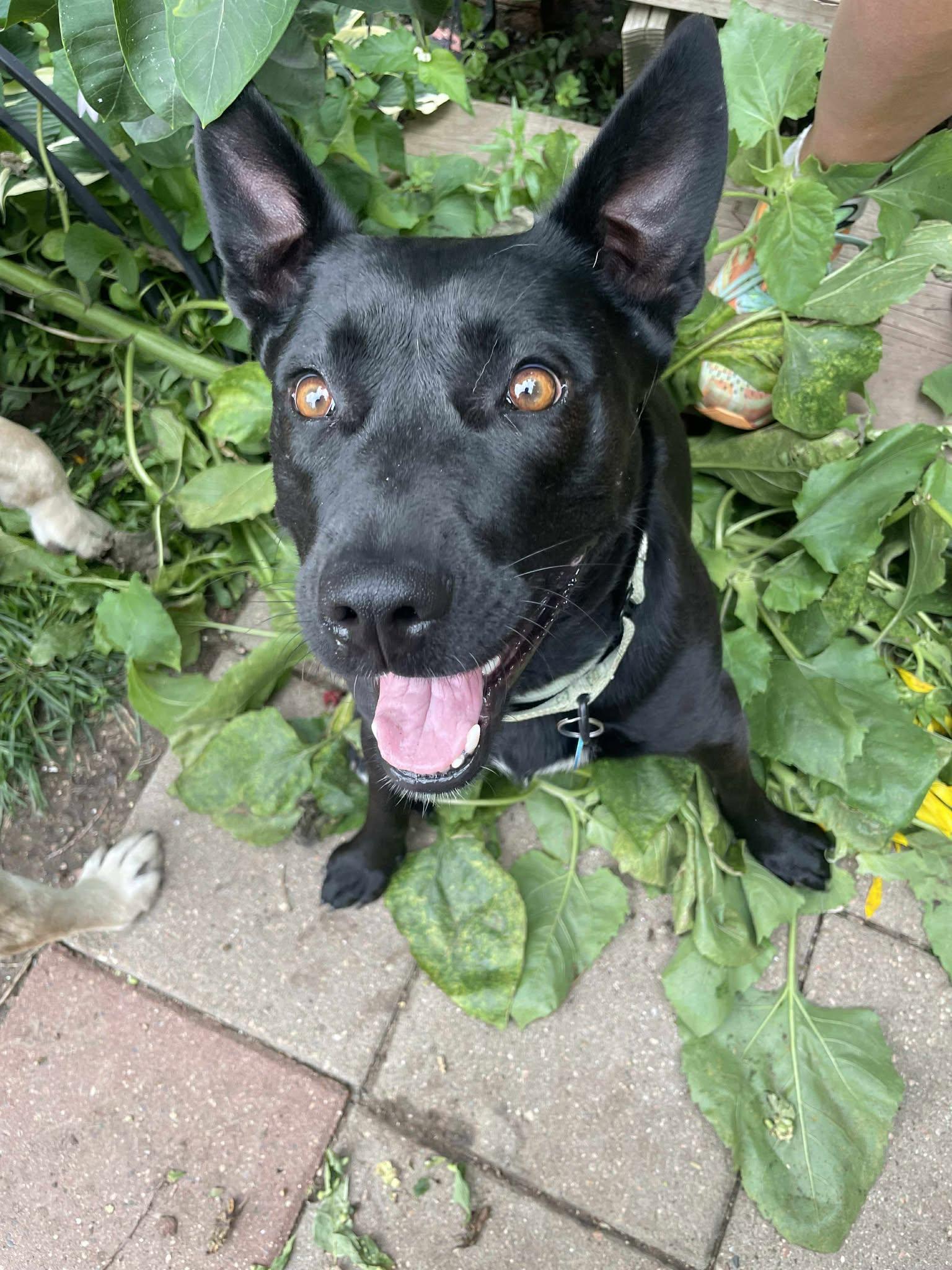 Mystic, an adoptable Mixed Breed in Sioux Falls, SD, 57109 | Photo Image 1