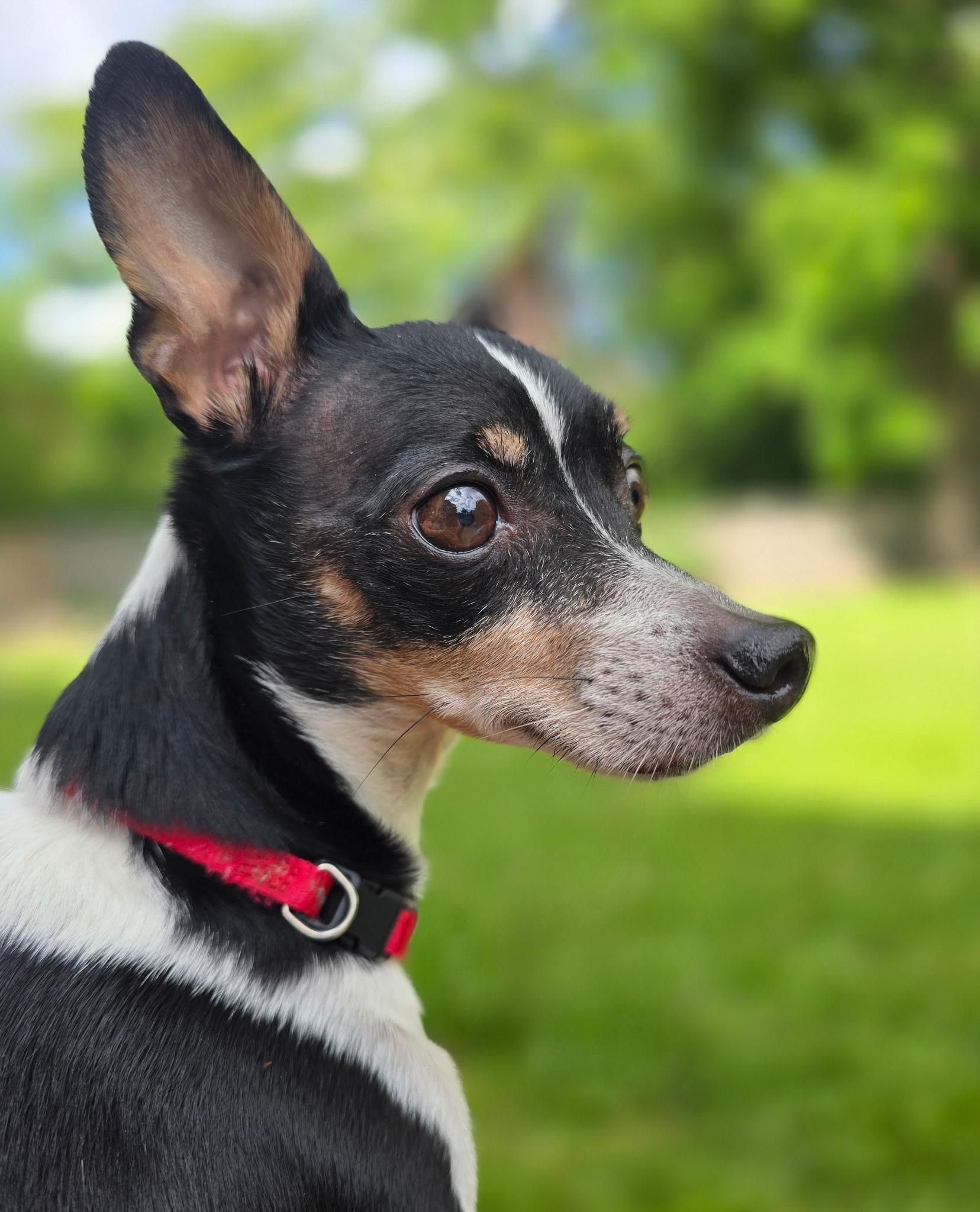 Scooter, ADOPTABLE, Senior Male Rat Terrier & Chihuahua.