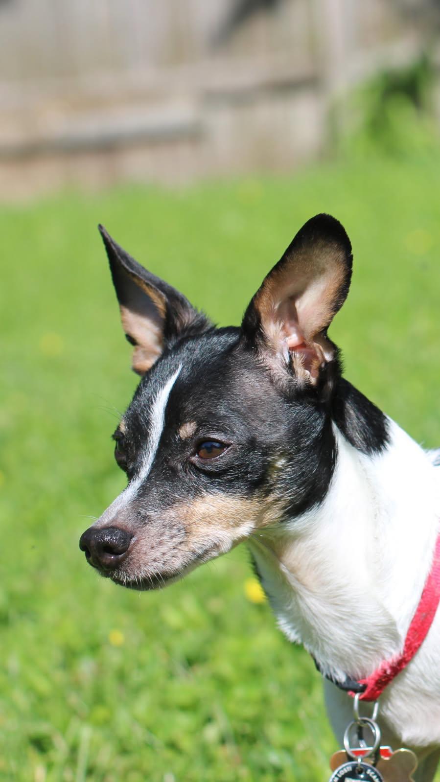 Enlarge Scooter, a ADOPTABLE mixed breed in Bettendorf, IA image 3/5