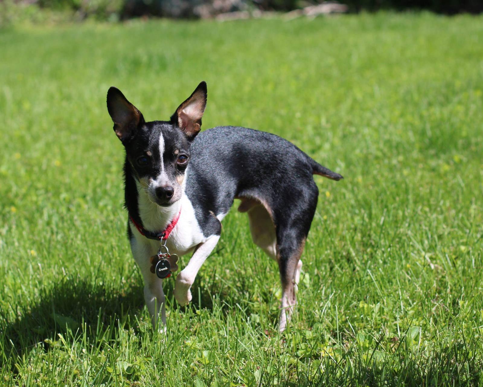 Enlarge Scooter, a ADOPTABLE mixed breed in Bettendorf, IA image 2/5