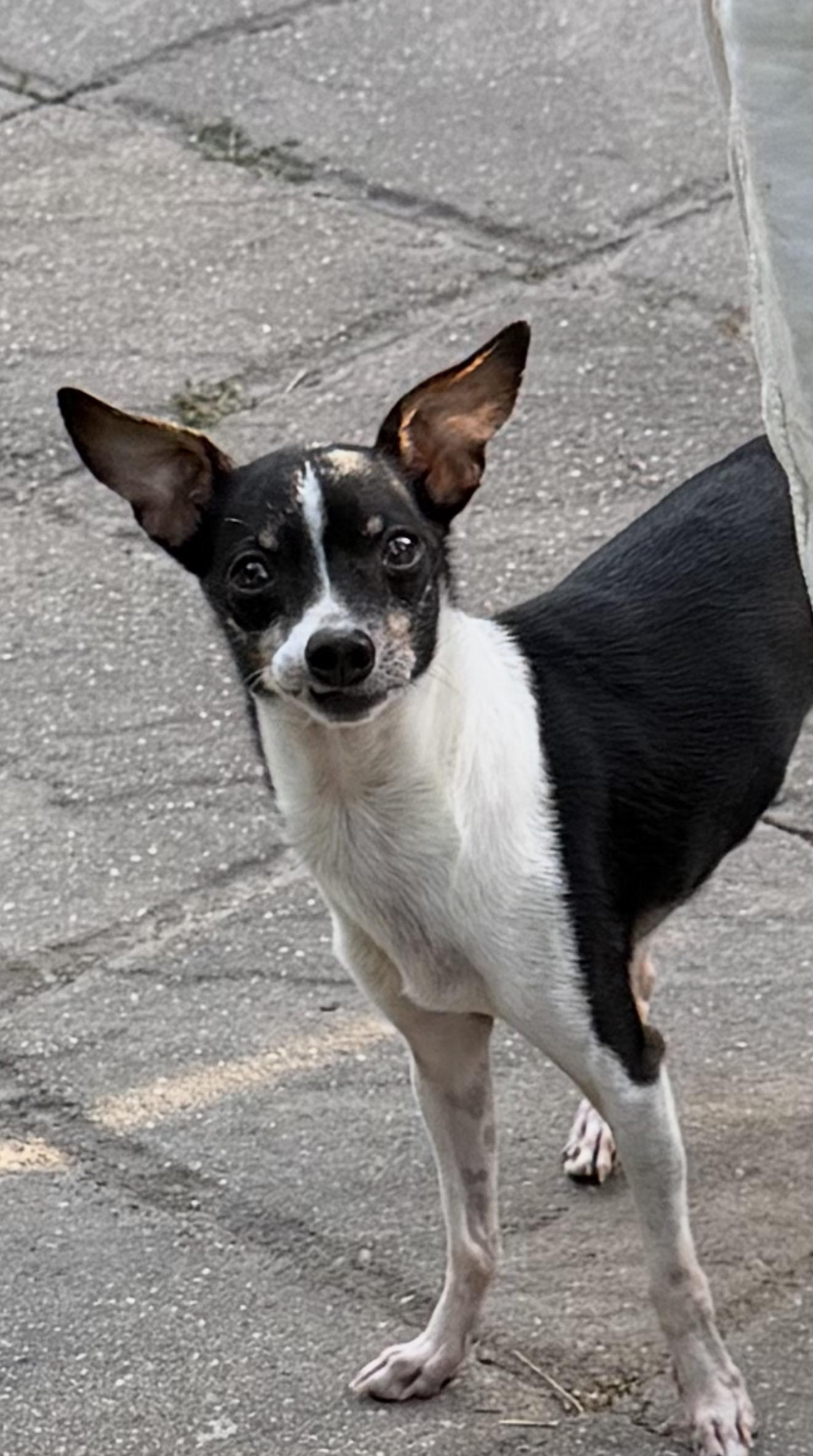Enlarge Scooter, a ADOPTABLE mixed breed in Bettendorf, IA image 5/5