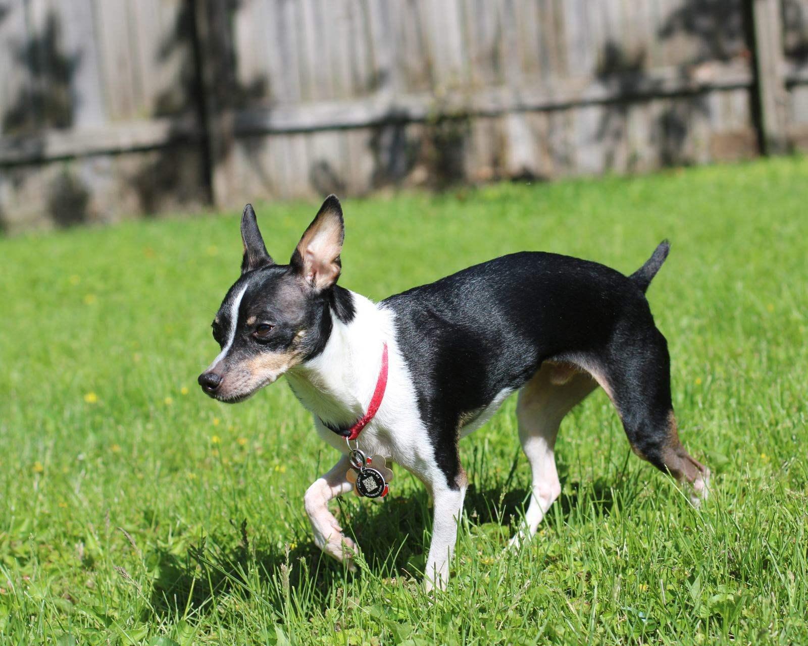 Enlarge Scooter, a ADOPTABLE mixed breed in Bettendorf, IA image 4/5