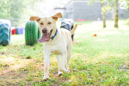 Runner, Adoptable, Adult Male Mixed Breed & Mixed Breed.