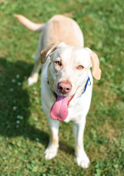 Runner, Adoptable, Adult Male Mixed Breed & Mixed Breed.