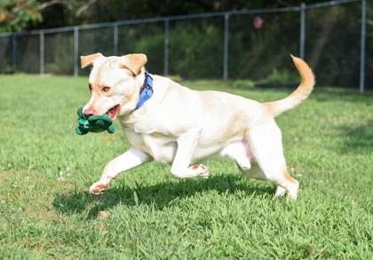 Enlarge Runner, a Adoptable Mixed Breed in Jamestown, NY image 3/3