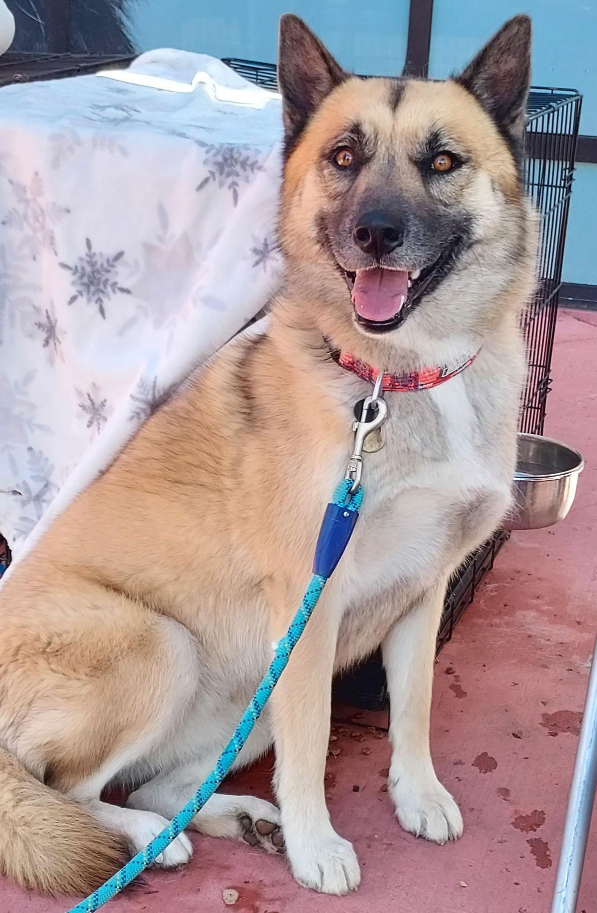 Evee, Adoptable, Young Female Shepherd.