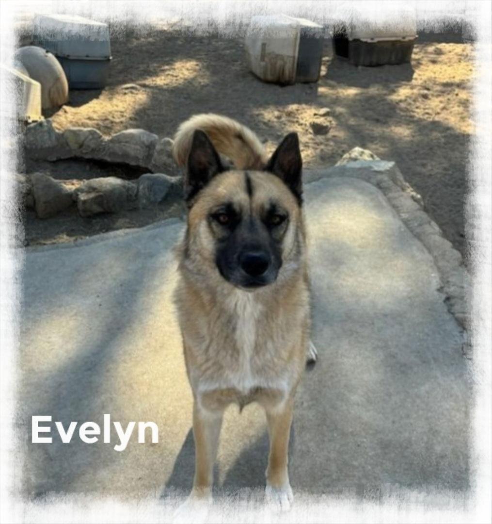 Evelyn, a Adoptable Shepherd in Mentone, CA image 1/5
