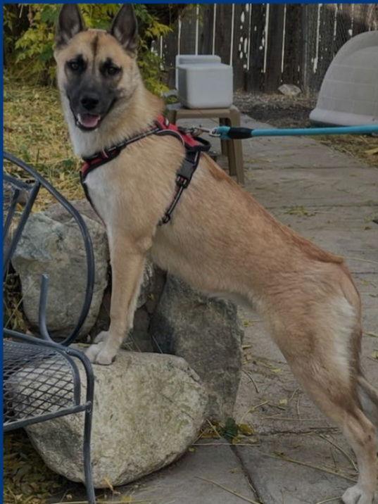 Evelyn, a Adoptable Shepherd in Mentone, CA image 2/5