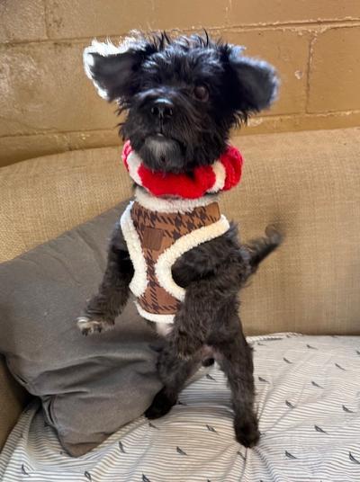 Oreo, ADOPTABLE, Adult Male Schnoodle & Poodle.