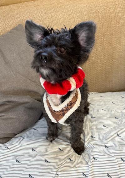 Enlarge Oreo, a ADOPTABLE mixed breed in Long Beach, NY image 2/3