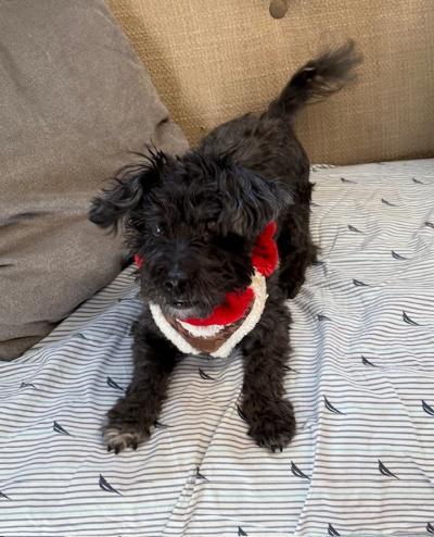 Enlarge Oreo, a ADOPTABLE mixed breed in Long Beach, NY image 3/3