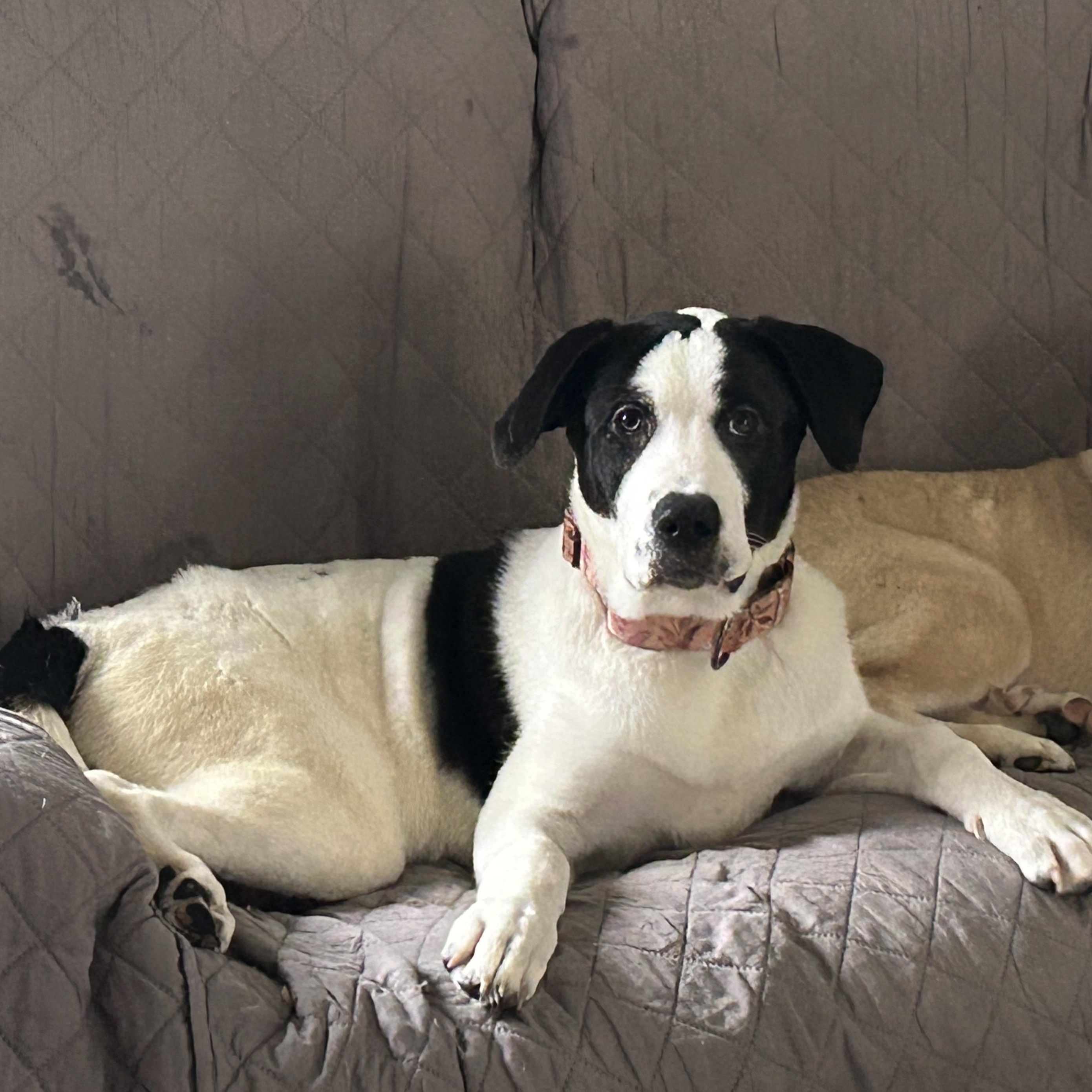 Iris, ADOPTABLE, Puppy Female Great Pyrenees & Pit Bull Terrier.