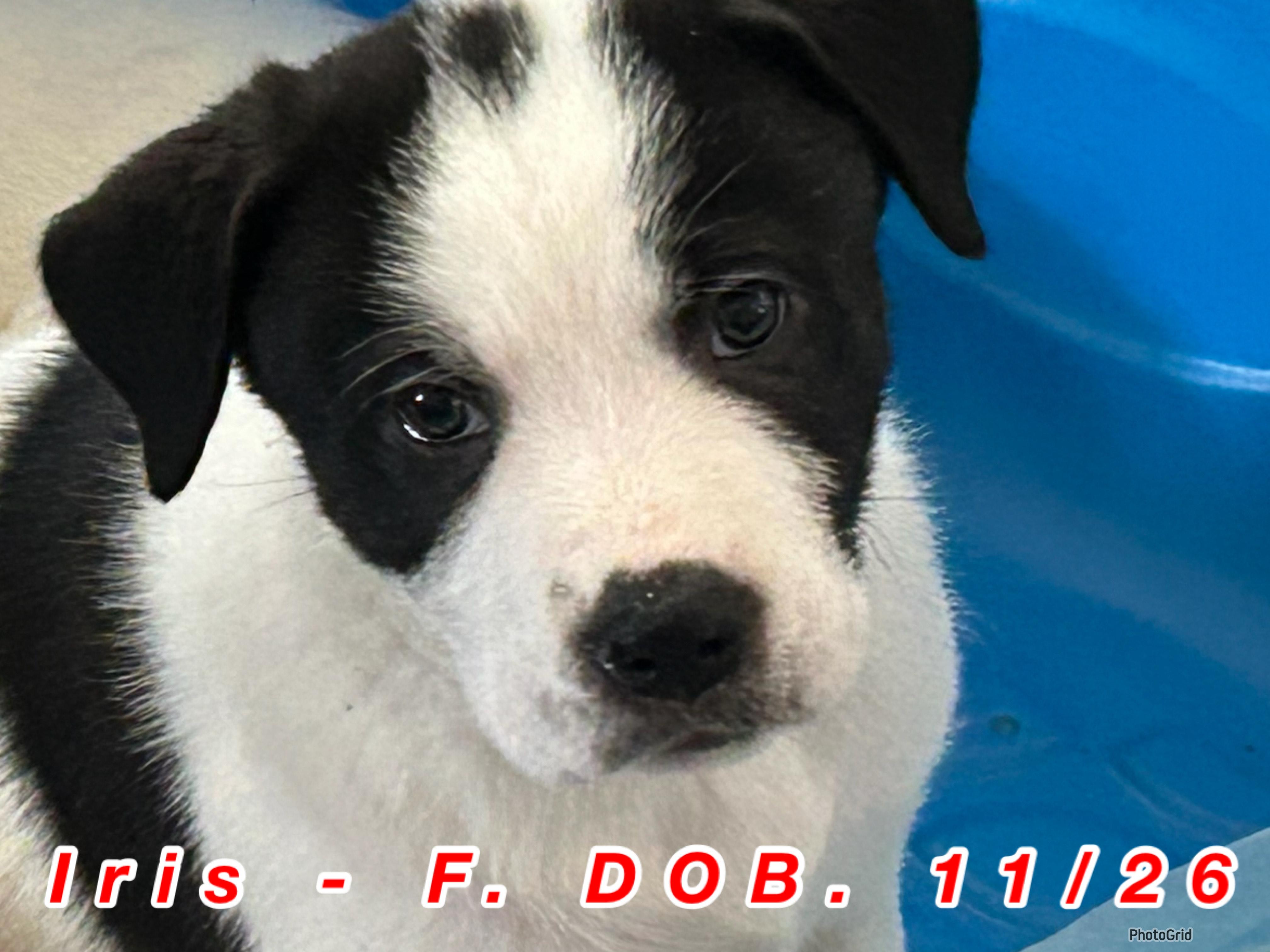 Enlarge Iris, a ADOPTABLE mixed breed in Troupsburg, NY image 1/1