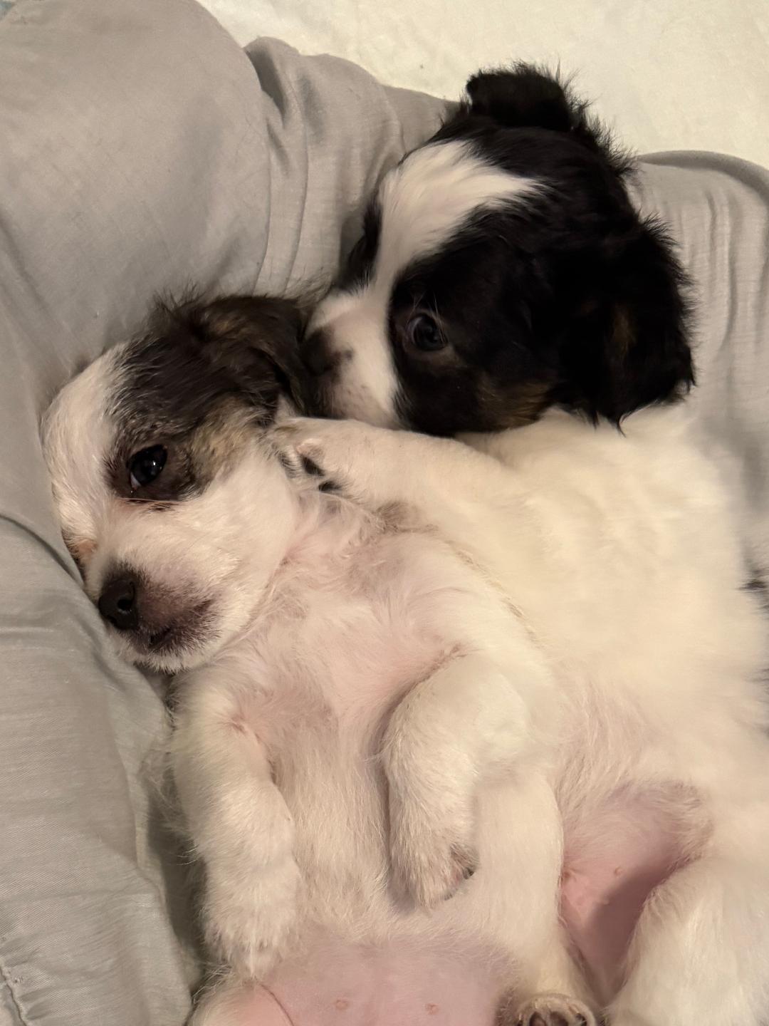 Enlarge Sassy - Lou Lou Pup, an adopted mixed breed in Los Angeles, CA image 2/3