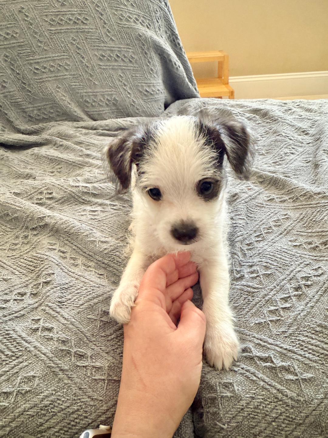 Enlarge Sassy - Lou Lou Pup, an adopted mixed breed in Los Angeles, CA image 3/3