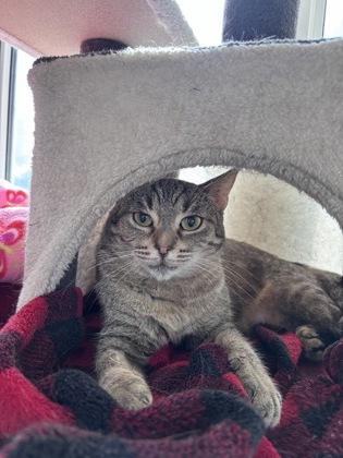 Bubbles, Adoptable, Young Female Domestic Short Hair & Domestic Short Hair.