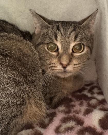 Enlarge Bubbles, a Adoptable mixed breed in Erin, ON image 1/2