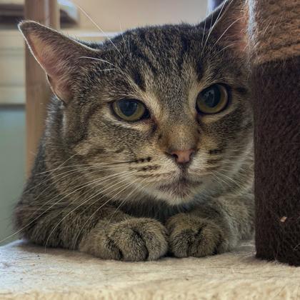 Bubbles, Adoptable, Young Female Domestic Short Hair & Domestic Short Hair.