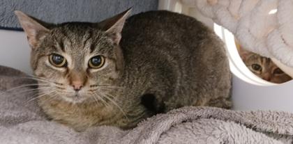 Enlarge Bubbles, a Adoptable mixed breed in Erin, ON image 2/2