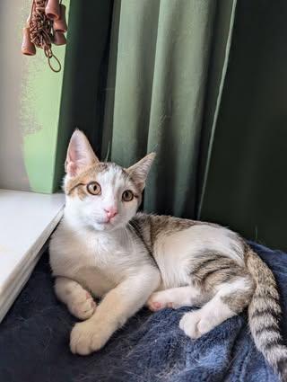 Enlarge Boba & Mochi, a Adoptable mixed breed in La Grange, IL image 6/6