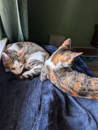 Enlarge Boba & Mochi, a Adoptable mixed breed in La Grange, IL image 3/6