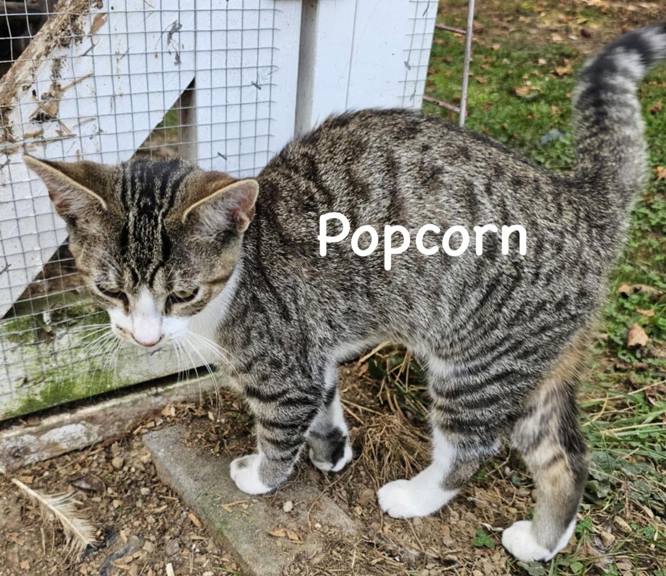 Enlarge Popcorn YOUNG MALE TABBY, a Adoptable mixed breed in Morehead, KY image 1/1