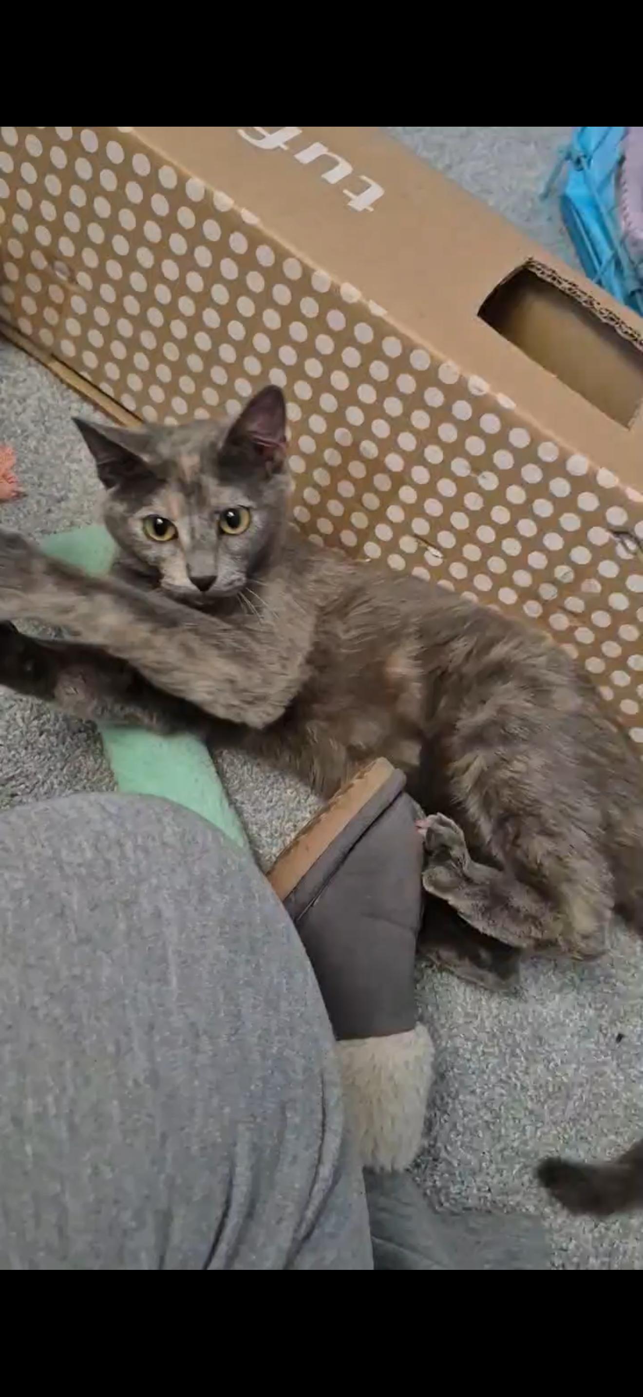 Enlarge Peanut Brittle, an adopted Dilute Tortoiseshell in Las Vegas, NV image 1/1
