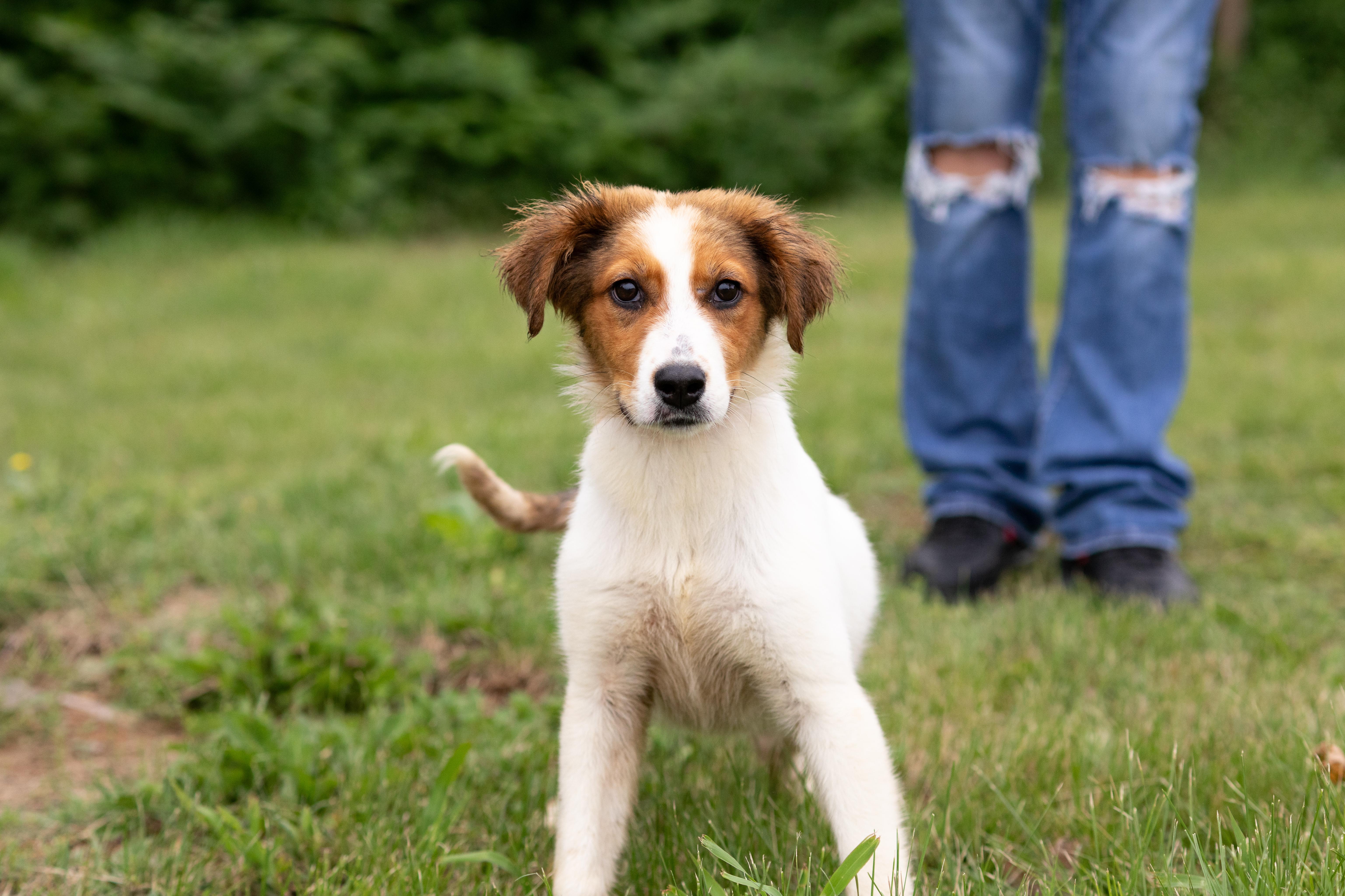 Jazz , ADOPTABLE, Young Female Labrador Retriever.