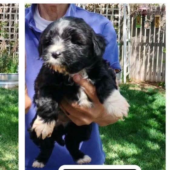 Enlarge Velvet, a Adoptable mixed breed in Amarillo, TX image 4/6