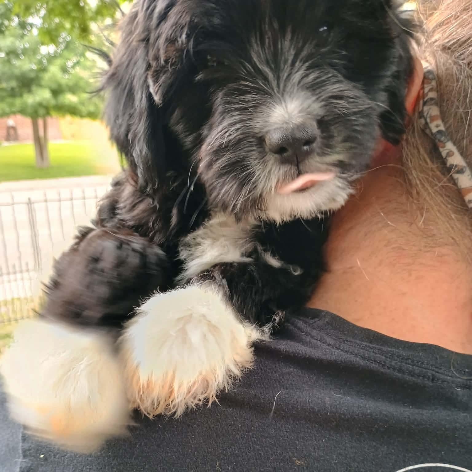 Velvet, Adoptable, Puppy Female Shih Tzu & Poodle.