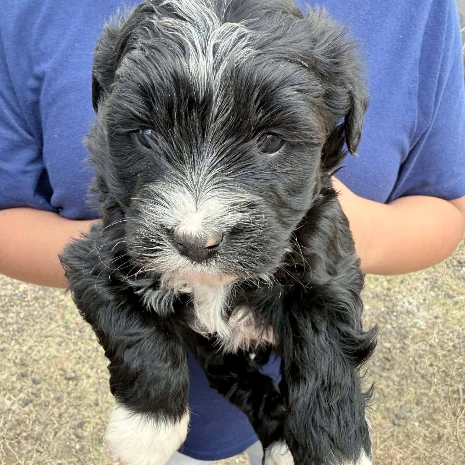 Enlarge Velvet, a Adoptable mixed breed in Amarillo, TX image 3/6
