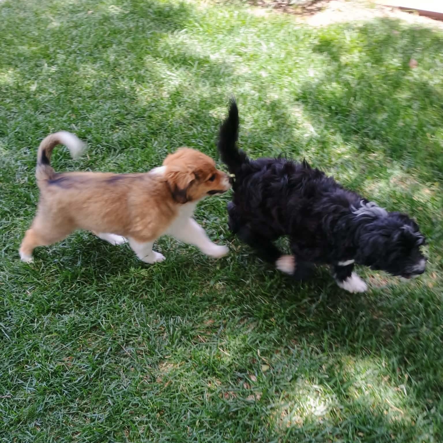 Enlarge Velvet, a Adoptable mixed breed in Amarillo, TX image 6/6