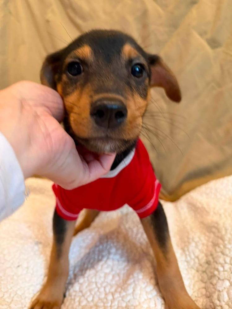 Immunity, a Adoptable mixed breed in Scranton, PA image 1/2