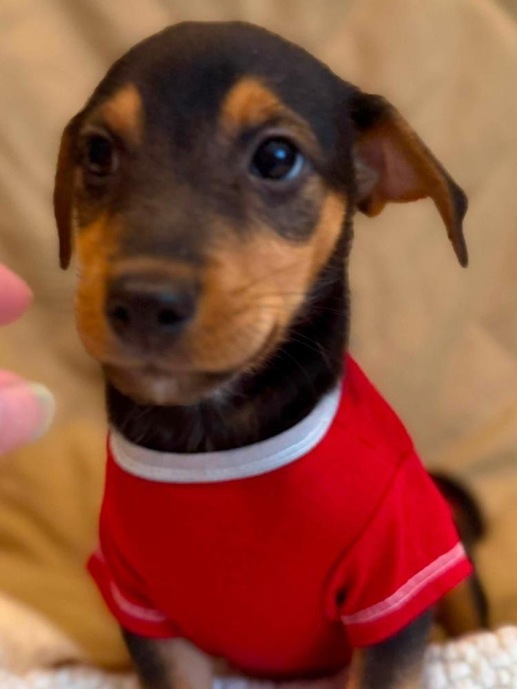 Immunity, a Adoptable mixed breed in Scranton, PA image 2/2