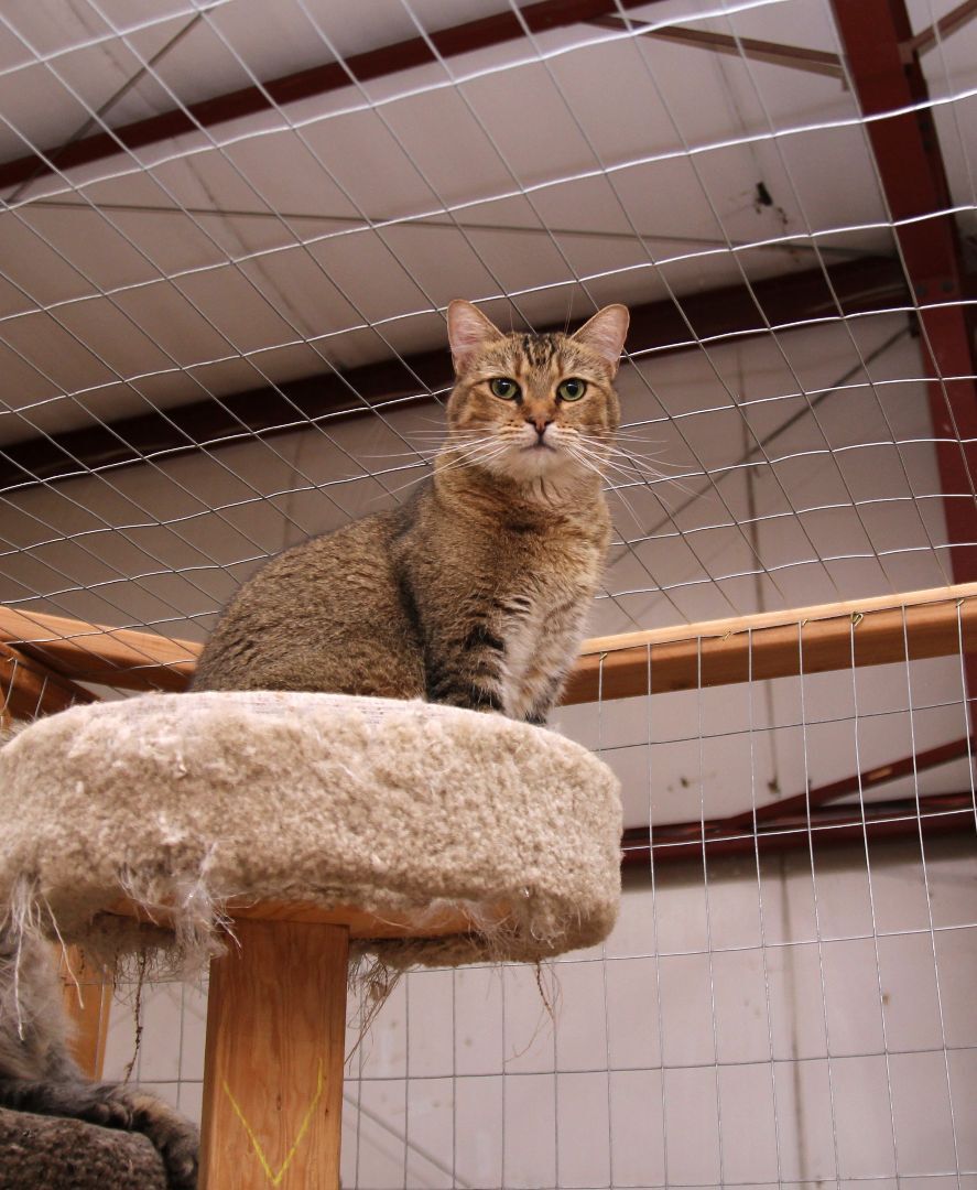 Buffy, an adoptable Tabby in Harrisville, UT, 84404 | Photo Image 1