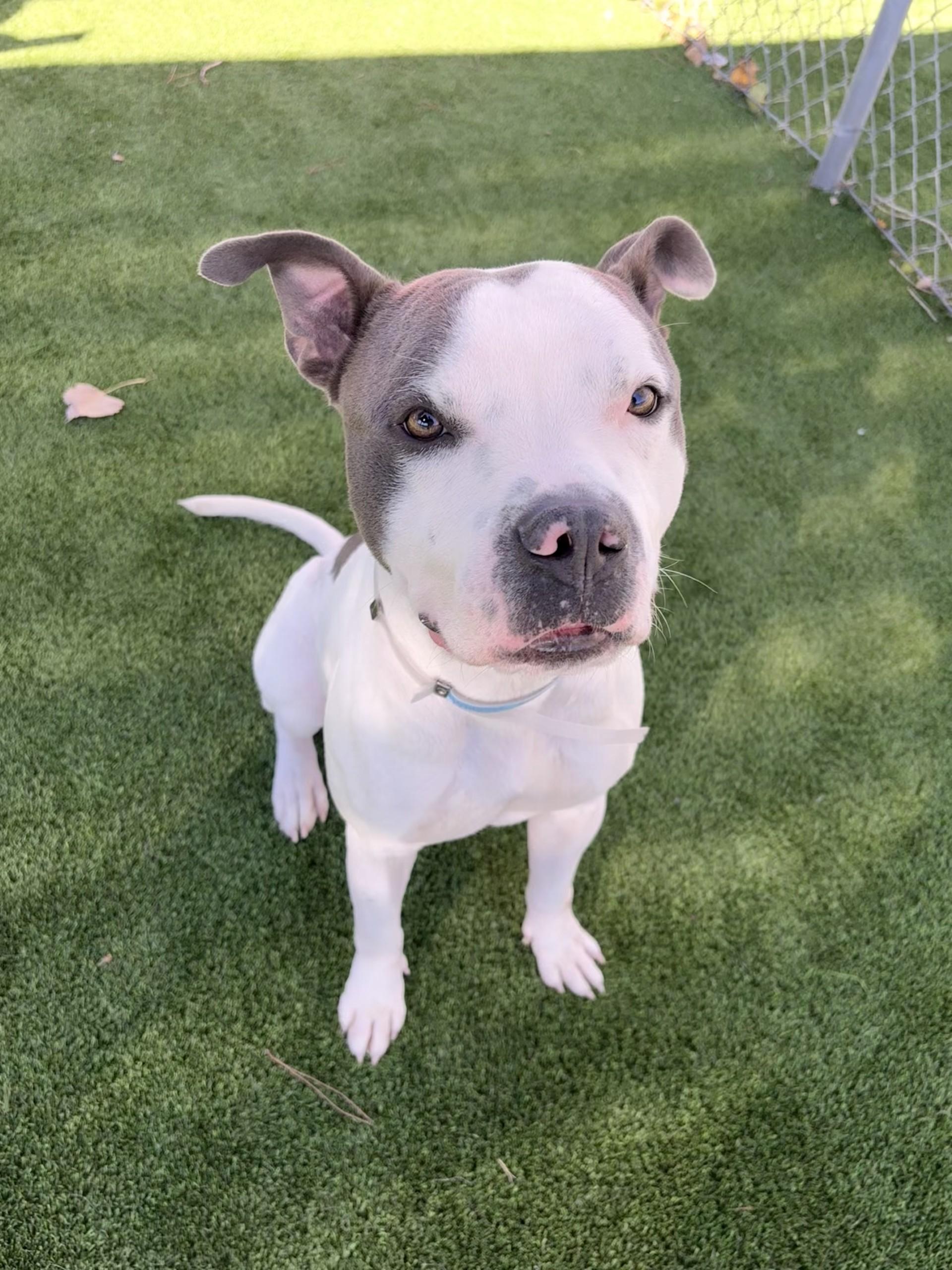 Enlarge Titan, a Adoptable Pit Bull Terrier in Santa Clarita, CA image 1/4