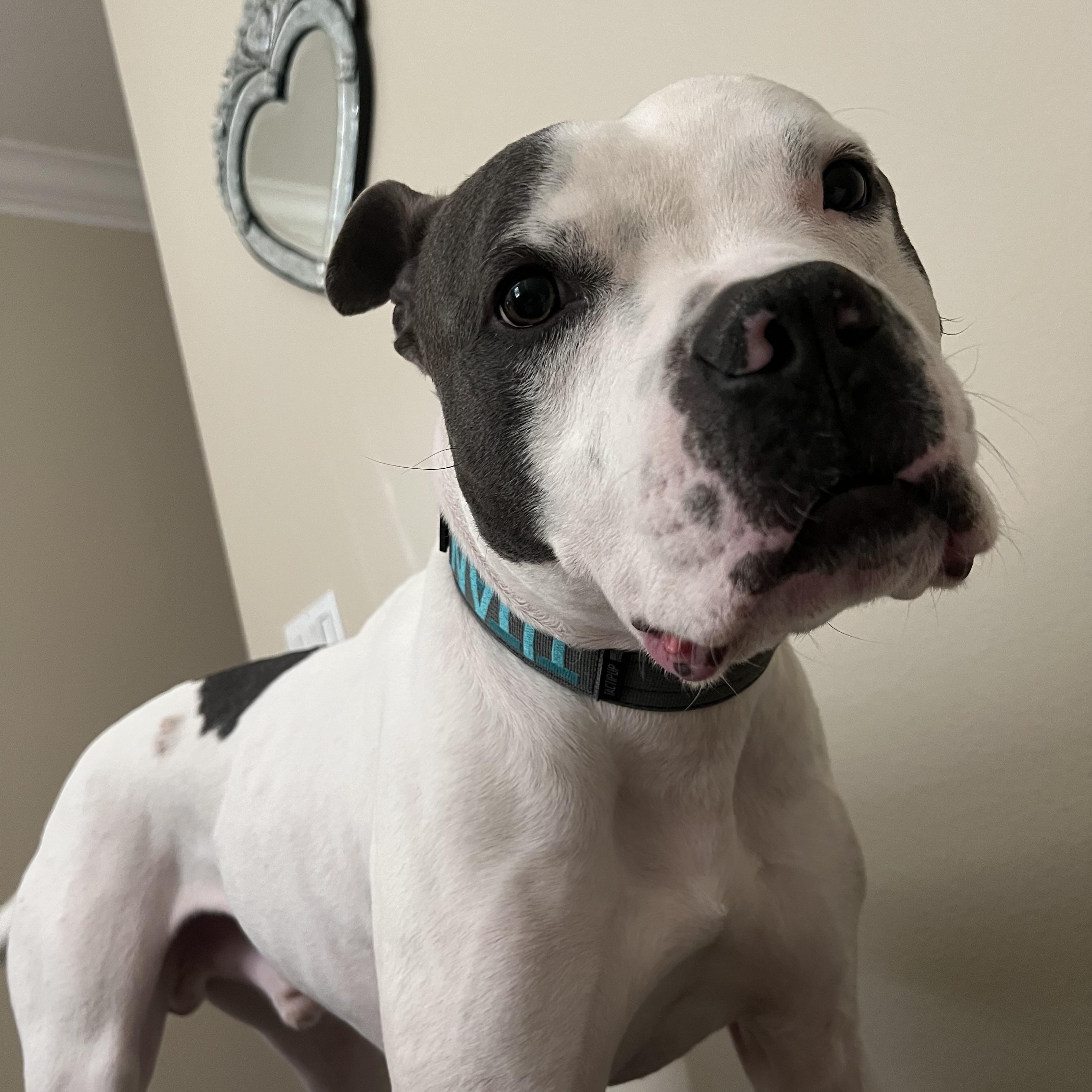 Enlarge Titan, a Adoptable Pit Bull Terrier in Santa Clarita, CA image 2/4