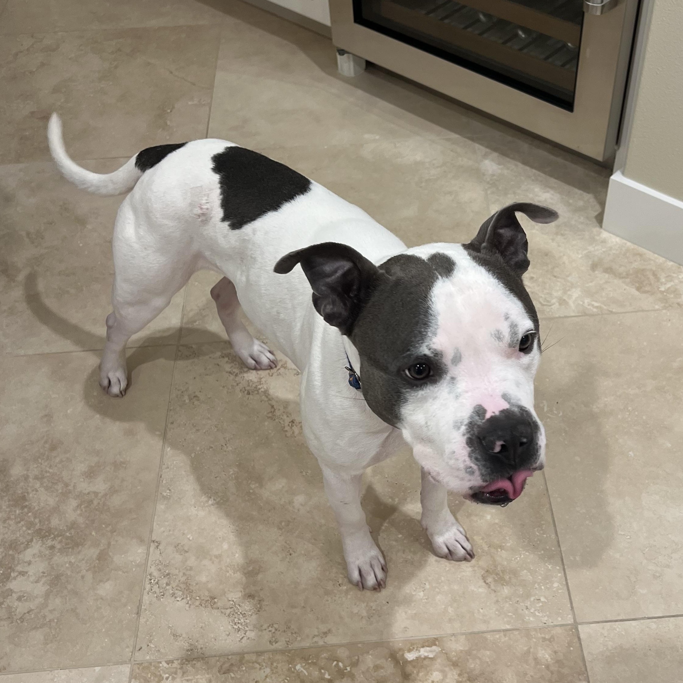 Enlarge Titan, a Adoptable Pit Bull Terrier in Santa Clarita, CA image 3/4