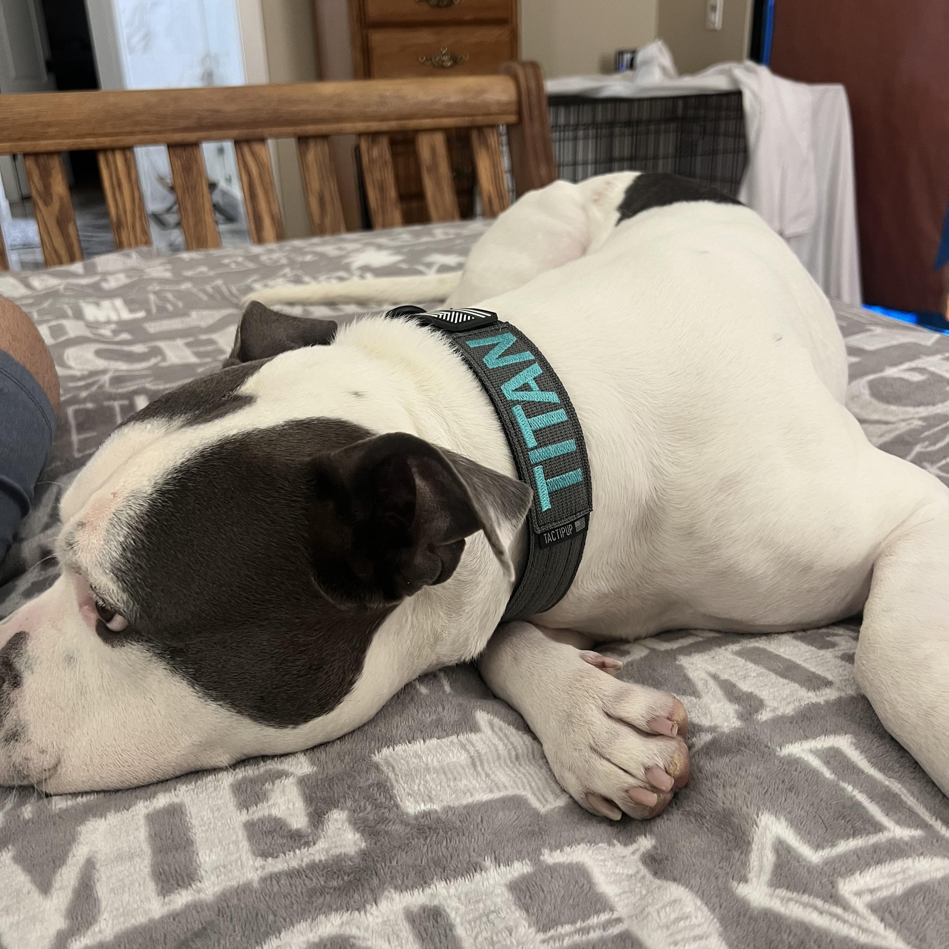 Enlarge Titan, a Adoptable Pit Bull Terrier in Santa Clarita, CA image 4/4