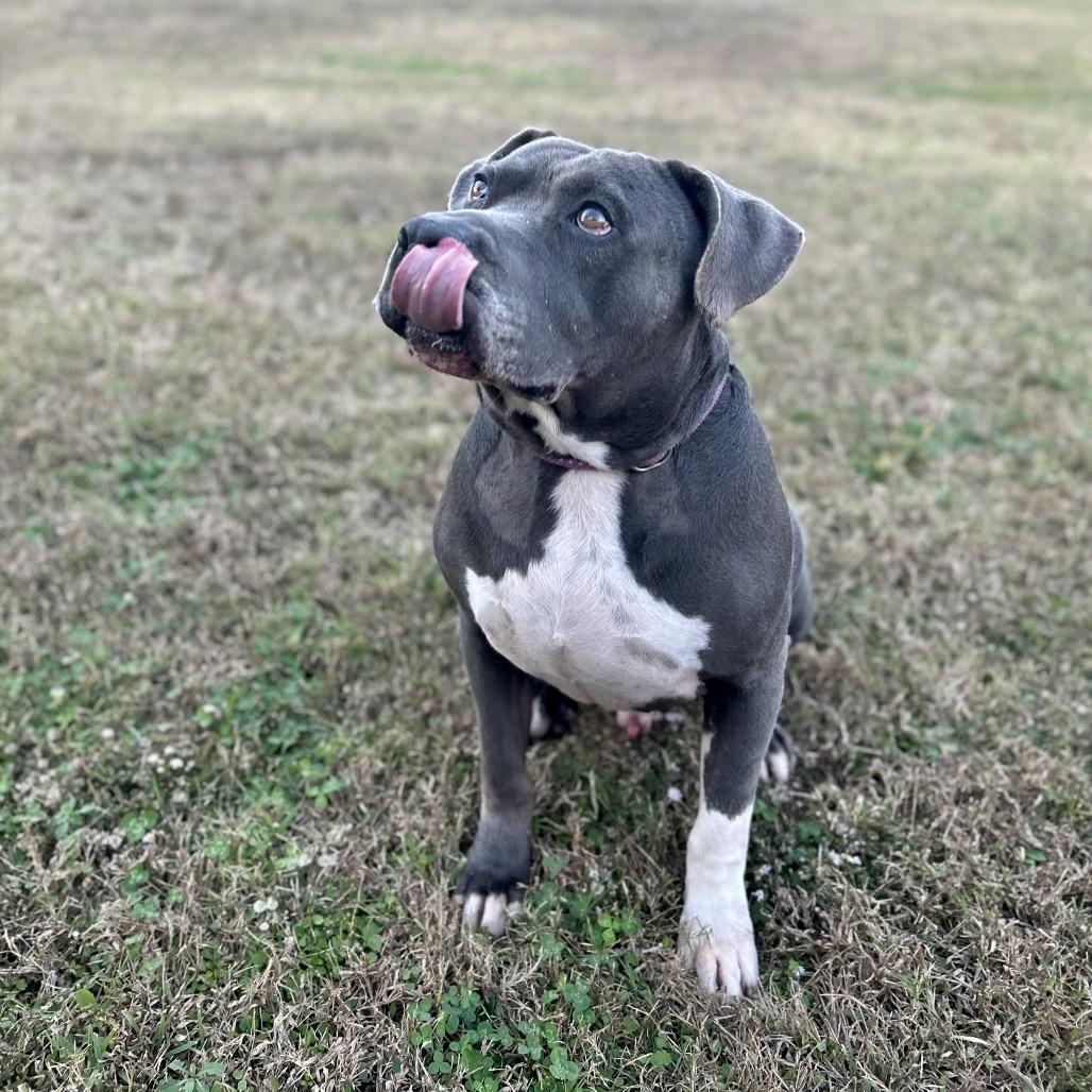 Volkswagen — thumbnail 6