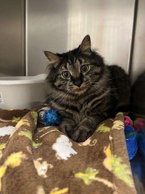TIGGER, an adoptable Tabby in Ironwood, MI, 49938 | Photo Image 2