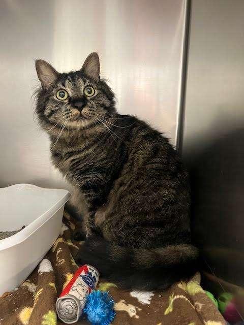TIGGER, an adoptable Tabby in Ironwood, MI, 49938 | Photo Image 1