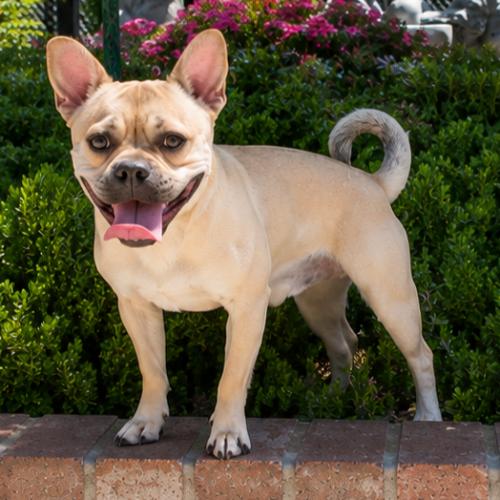 Spencer, Adoptable, Puppy Male Pug & Mixed Breed.