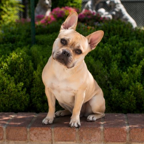 Enlarge Spencer, a Adoptable mixed breed in Lathrop, CA image 2/3