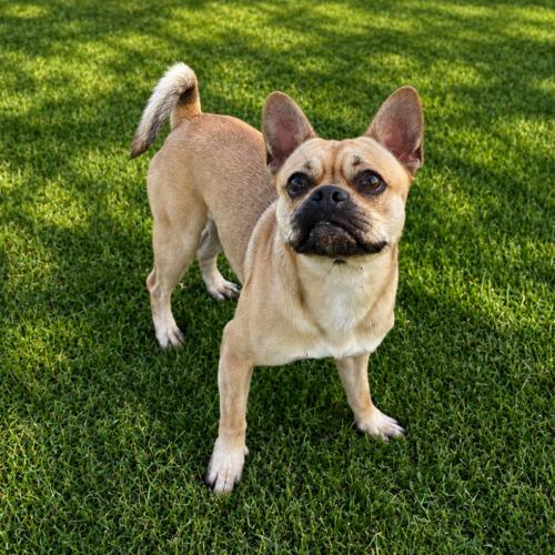 Enlarge Spencer, a Adoptable mixed breed in Lathrop, CA image 3/3