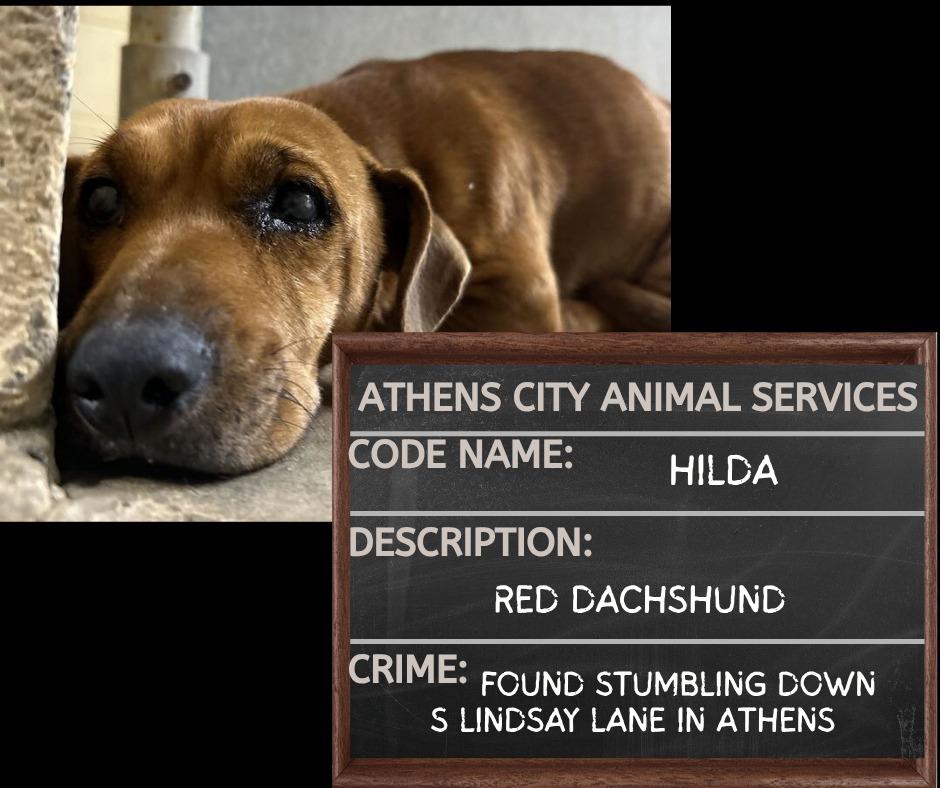 HILDA, Adopted, Adult Female Dachshund & Mixed Breed.