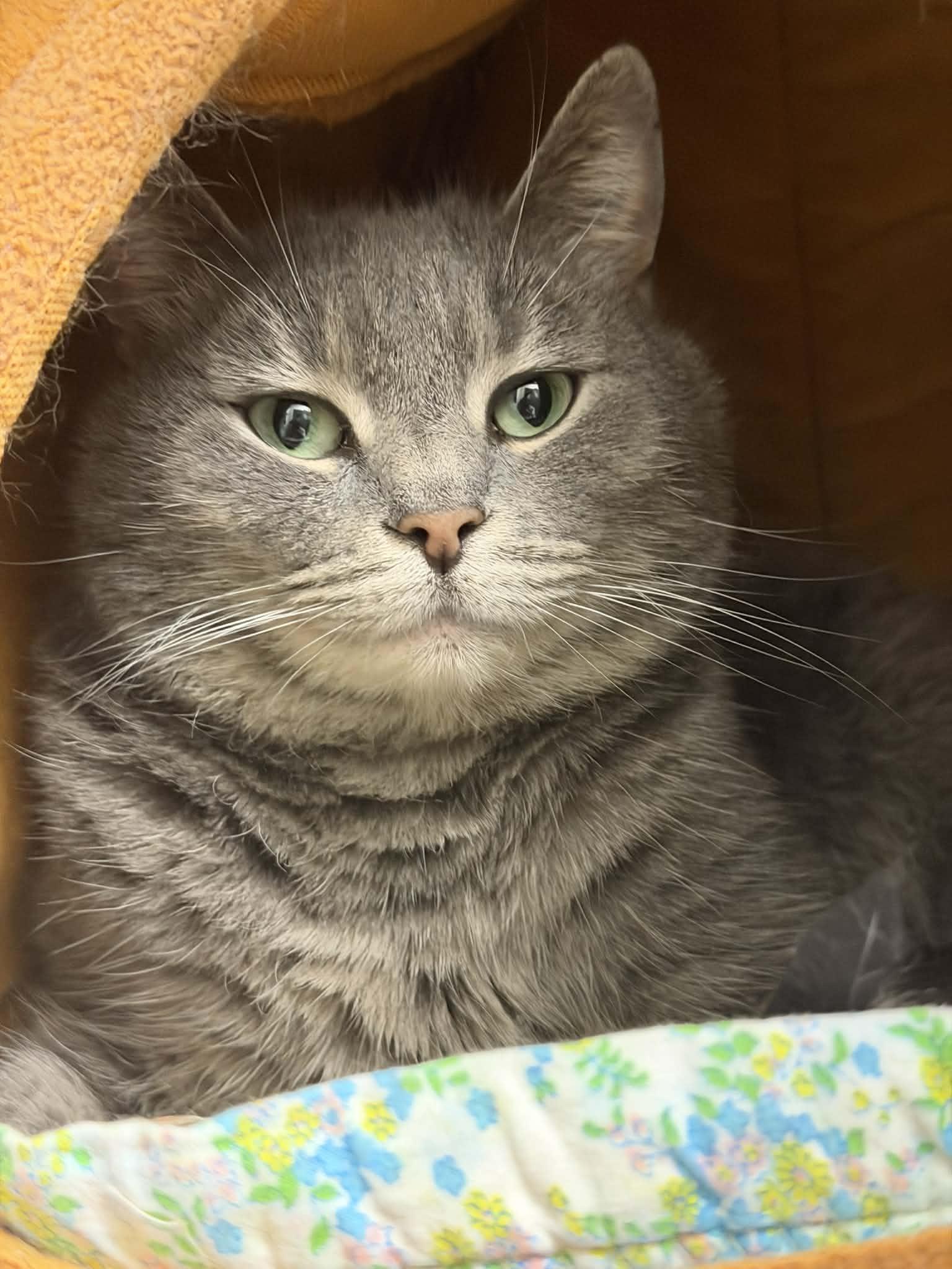 Enlarge Betty, an adopted Domestic Short Hair in Martinsville, IN image 1/1