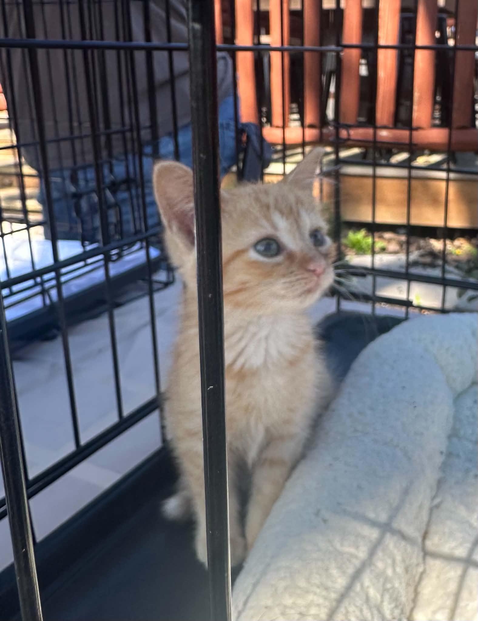 Enlarge Dolly Purrton, a Adopted Domestic Short Hair in Crown Point, IN image 1/4