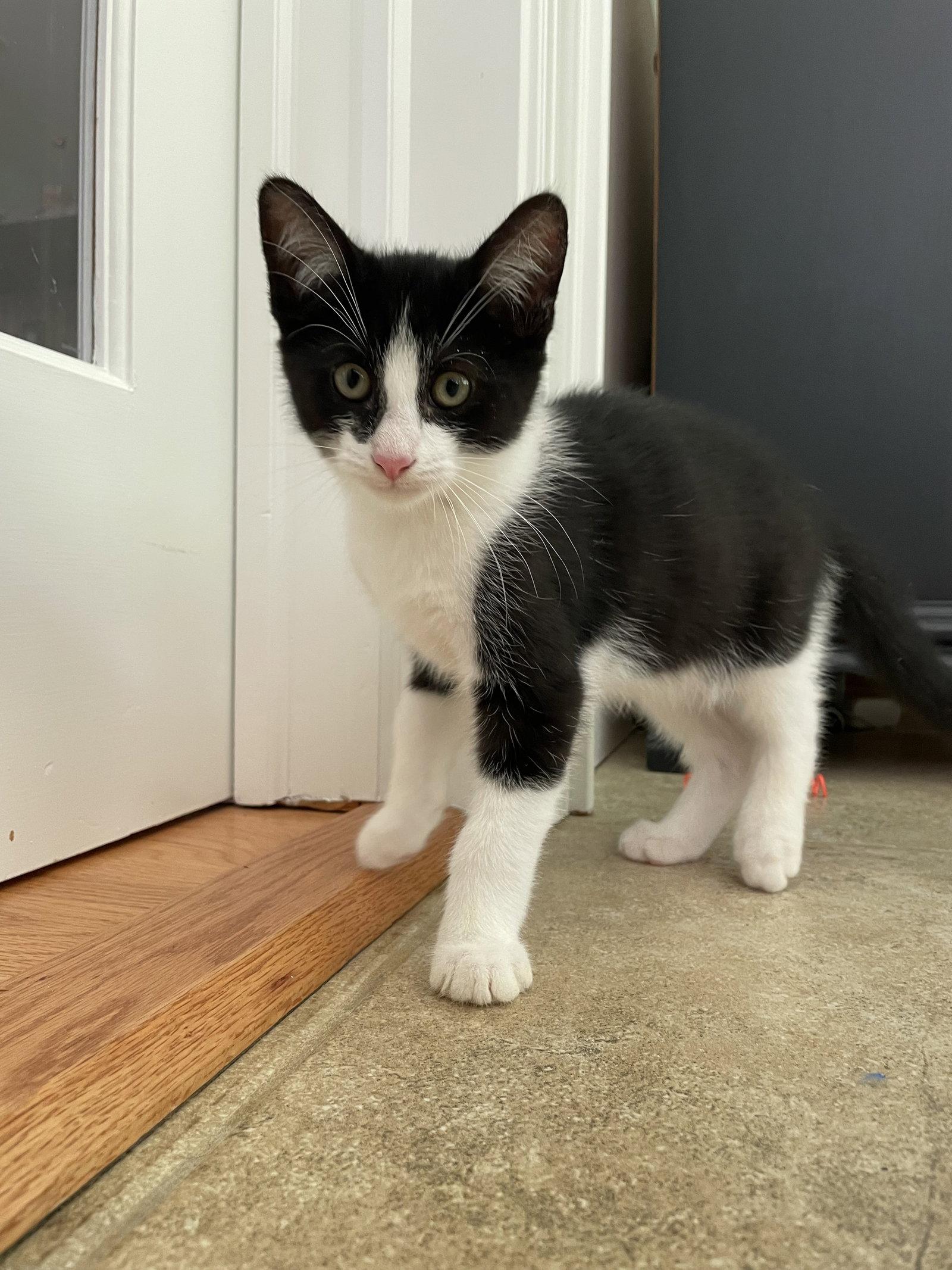 Pablo, a Adopted Domestic Short Hair in Broomall, PA image 1/3